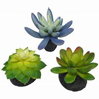 Load image into Gallery viewer, Komodo Cactus succulents 3 pack
