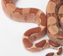 Load image into Gallery viewer, Hypo Het VPI 66% Het Blood Boa Constrictor A2
