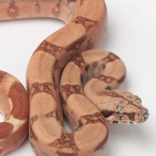 Load image into Gallery viewer, Hypo Het VPI 66% Het Blood Boa Constrictor A2
