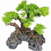 Komodo Bonsai Tree