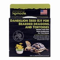 Komodo Grow your own Dandelion Kit