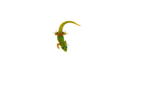 Gold Dust Day Gecko Babies