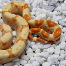 Load image into Gallery viewer, Jungle Sharp Sunglow Boa Constrictor
