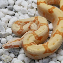 Load image into Gallery viewer, Jungle Sharp Sunglow Boa Constrictor
