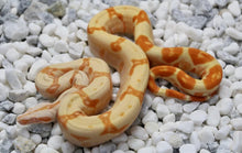 Load image into Gallery viewer, Jungle Sharp Sunglow Boa Constrictor
