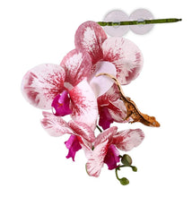 Load image into Gallery viewer, Pangea Hanging Orchid

