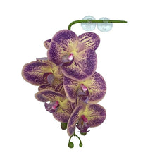 Load image into Gallery viewer, Pangea Hanging Orchid
