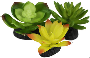 Komodo Cactus succulents 3 pack