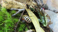 Load and play video in Gallery viewer, Candy Pill Millipede
