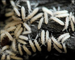 SpringTail Culture