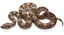 Load image into Gallery viewer, Central American Boa baby
