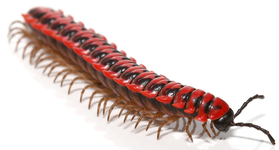 Pink Dragon Millipede