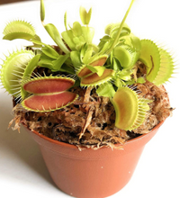 Load image into Gallery viewer, Live Venus Fly Traps
