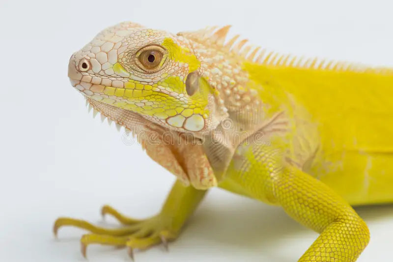 Albino Iguana Babies