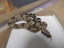 Load image into Gallery viewer, Guyana Red Tail Boa baby
