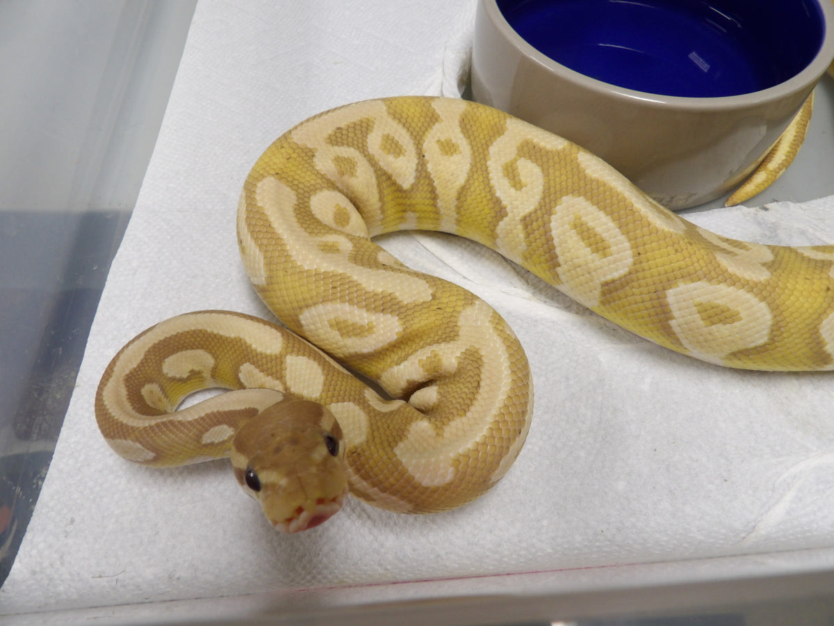 Banana Mojave Pastel Ball Python – Stingers Reptile Specialty