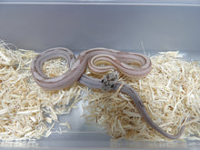 Load image into Gallery viewer, Striped Black Corn Snake
