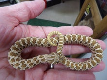 Load image into Gallery viewer, Western Hognose
