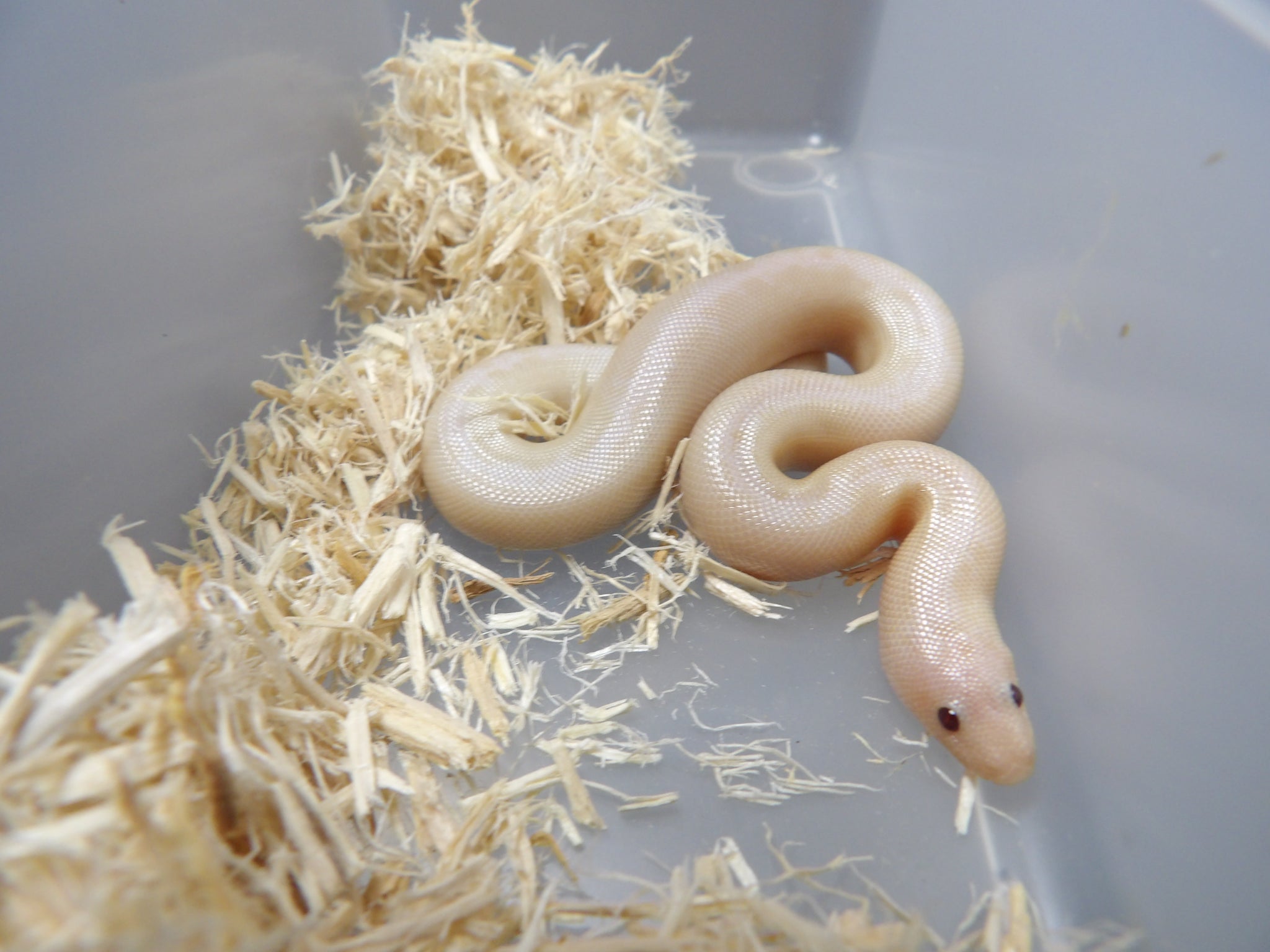 Black and White Kenyan Sand Boa for Sale