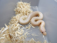 Load image into Gallery viewer, Unique Kenyan Sand Boa
