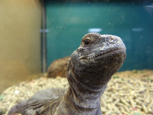 Load image into Gallery viewer, Egyptian Uromastyx
