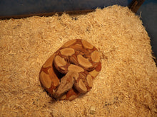 Load image into Gallery viewer, Salmon or Hypo Red Tail Boa
