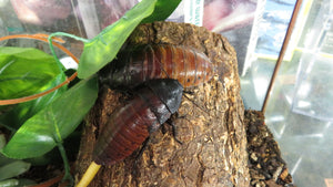 Madagascan Hissing Roach Adult Males