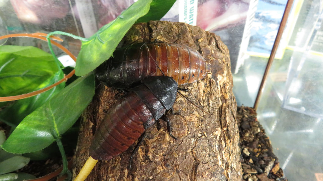 Madagascan Hissing Roach Adult Males