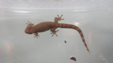 Load image into Gallery viewer, Mourning Gecko (Hawaiian or Yellow Belly)
