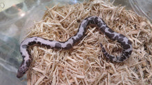 Load image into Gallery viewer, Anery Sand Boa
