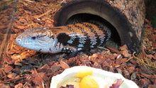 Load image into Gallery viewer, Blue Tongue Skinks
