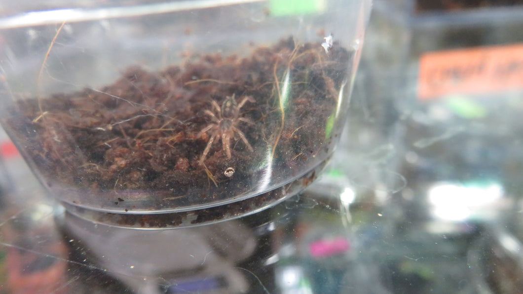 Pumpkin Patch Tarantula