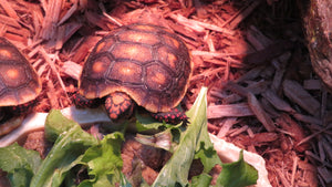 Red Footed Tortoise Baby