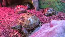 Load image into Gallery viewer, Russian Tortoise
