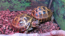 Load image into Gallery viewer, Russian Tortoise
