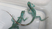 Load image into Gallery viewer, Blue Iguana Babies
