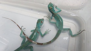 Blue Iguana Babies