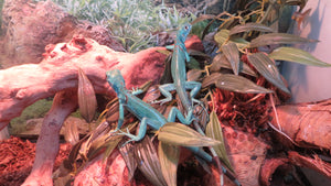 Blue Iguana Babies