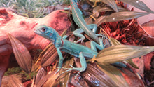 Load image into Gallery viewer, Blue Iguana Babies
