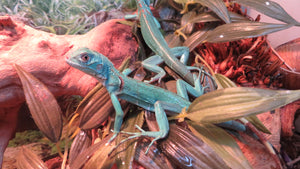 Blue Iguana Babies