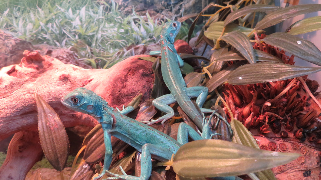 Blue Iguana Babies