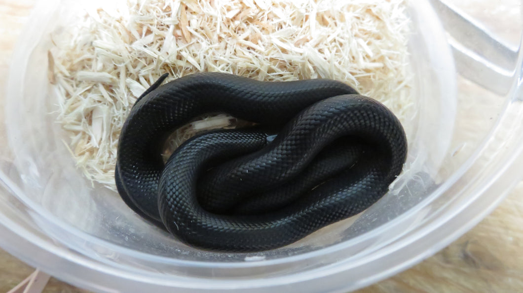 Mexican Black King Snake