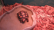 Load image into Gallery viewer, Cherry Head Tortoise
