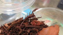 Load image into Gallery viewer, Asian Forest Scorpion
