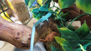 Green Keeled Lizard expected Oct 13, 2025
