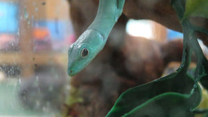 Green Keeled Lizard expected Oct 13, 2025