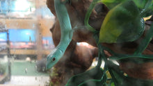 Load image into Gallery viewer, Green Keeled Lizard expected Oct 13, 2025
