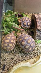 Sulcata Tortoise females