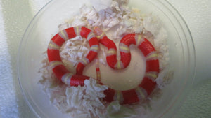 Albino Nelson Milk Snake