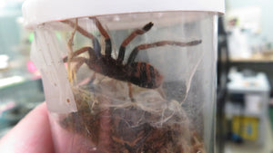 Green Bottle Blue Tarantula